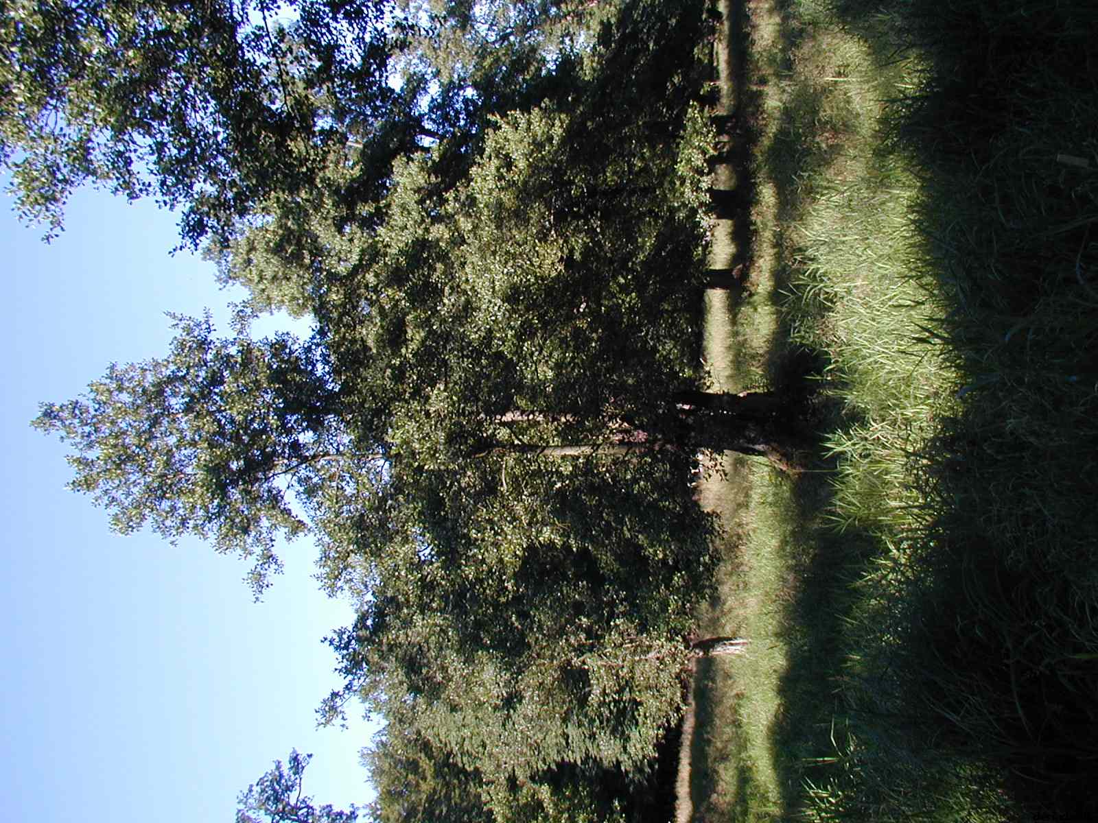 * Image 31