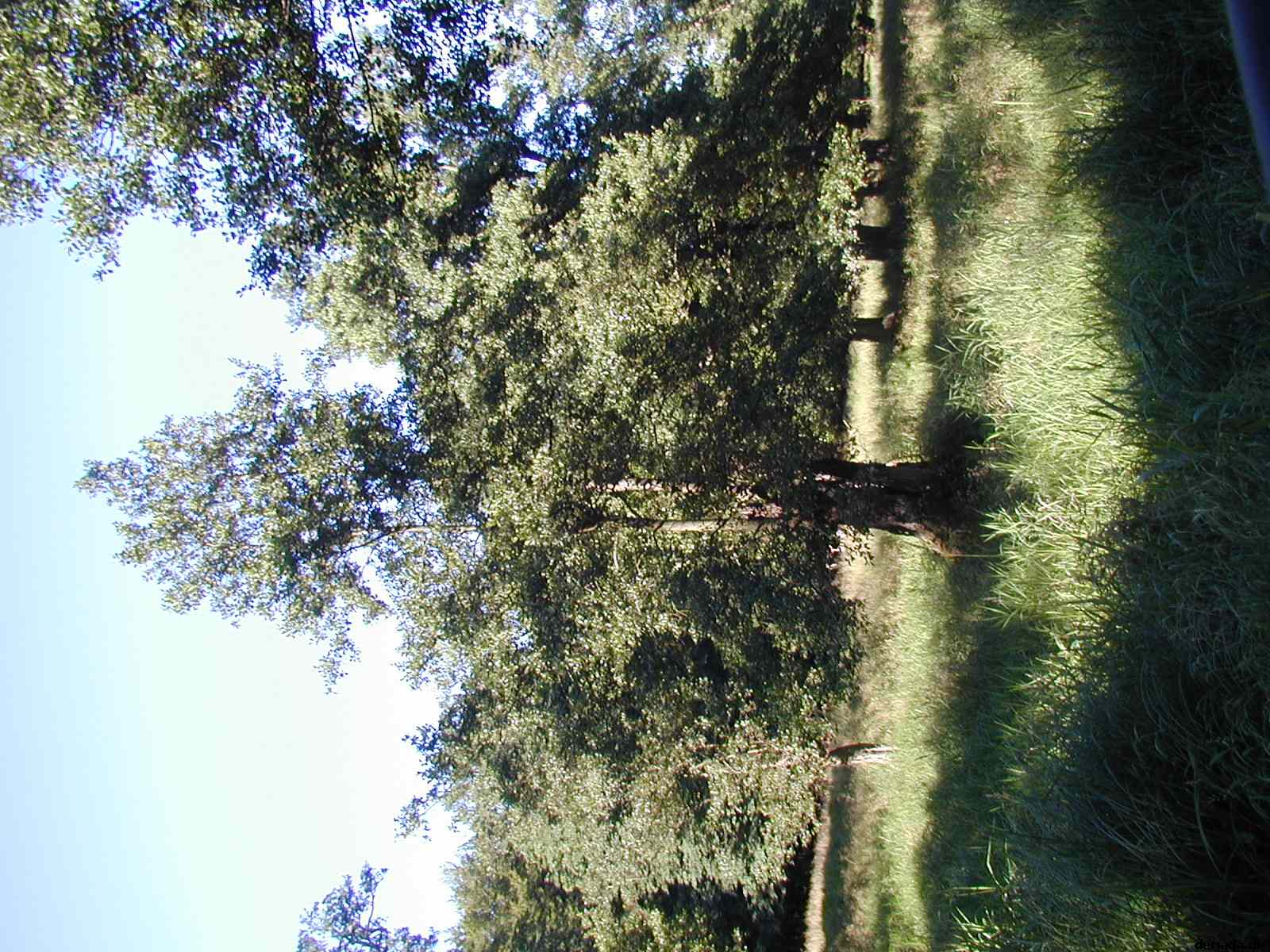* Image 32