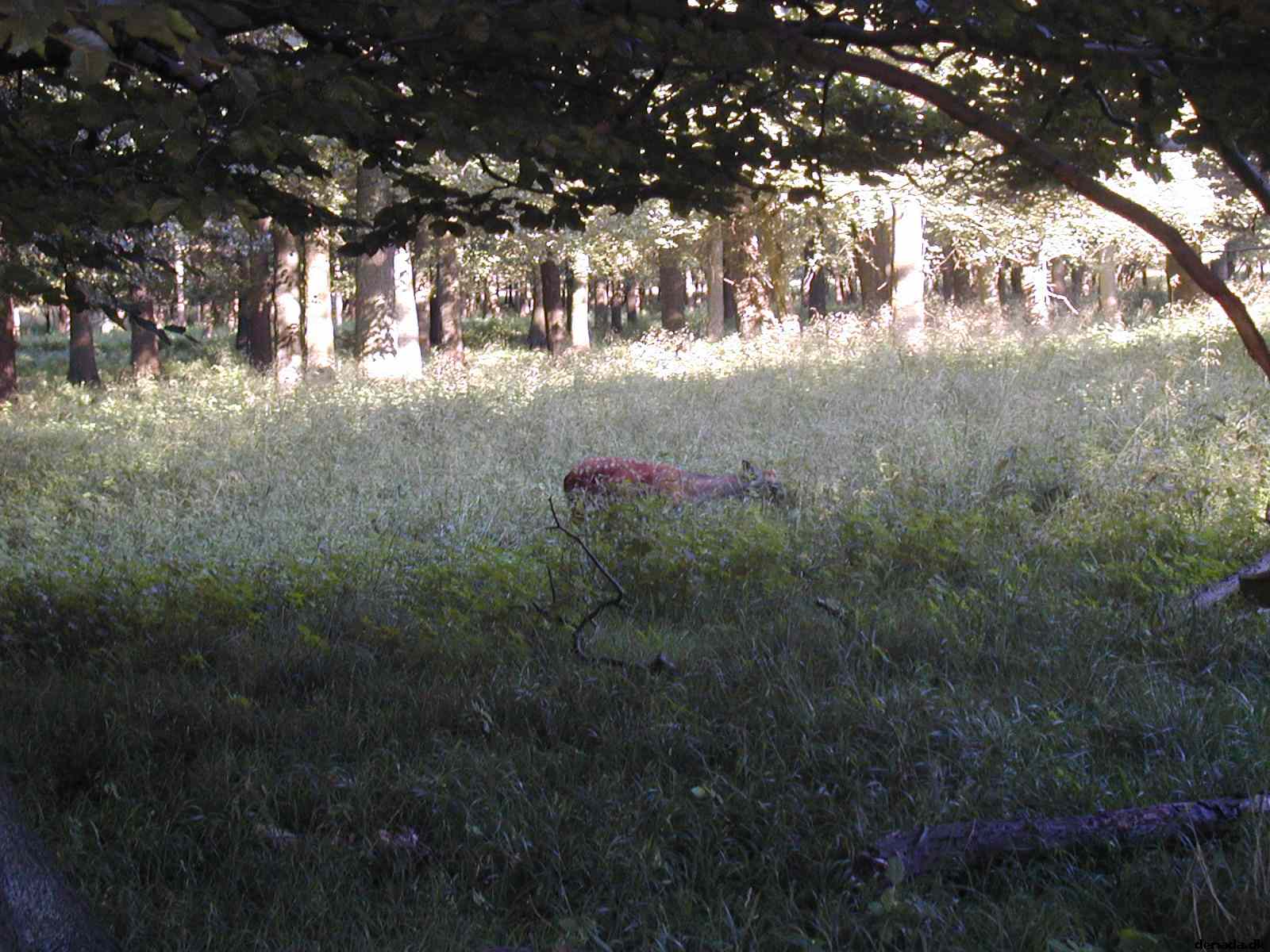 * Image 35