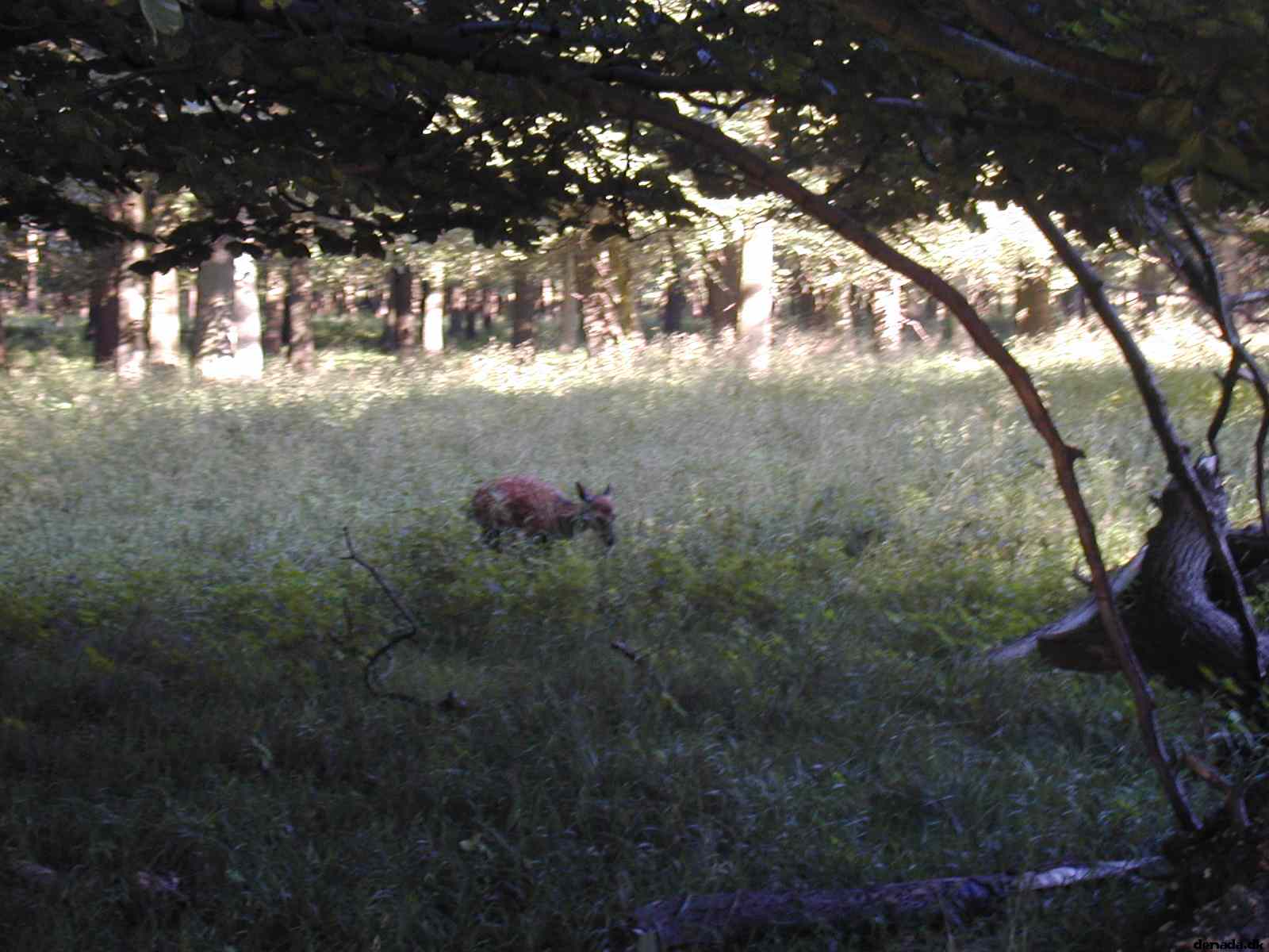* Image 36