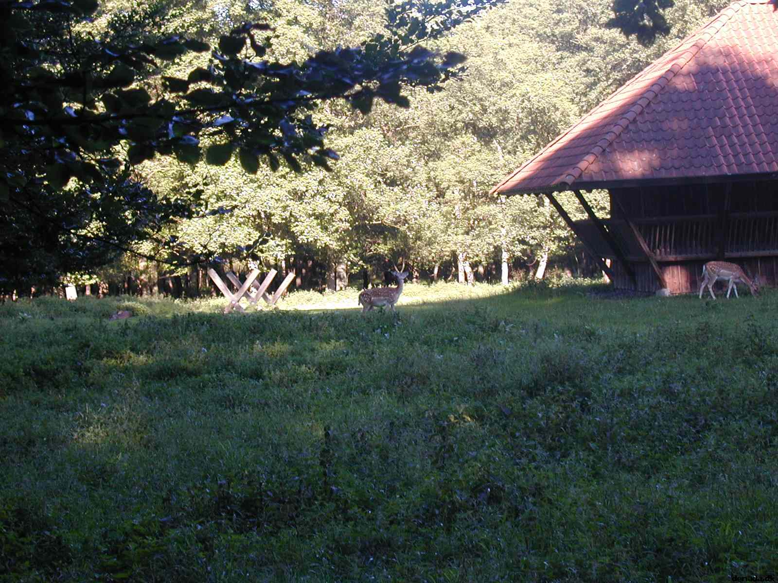 * Image 38