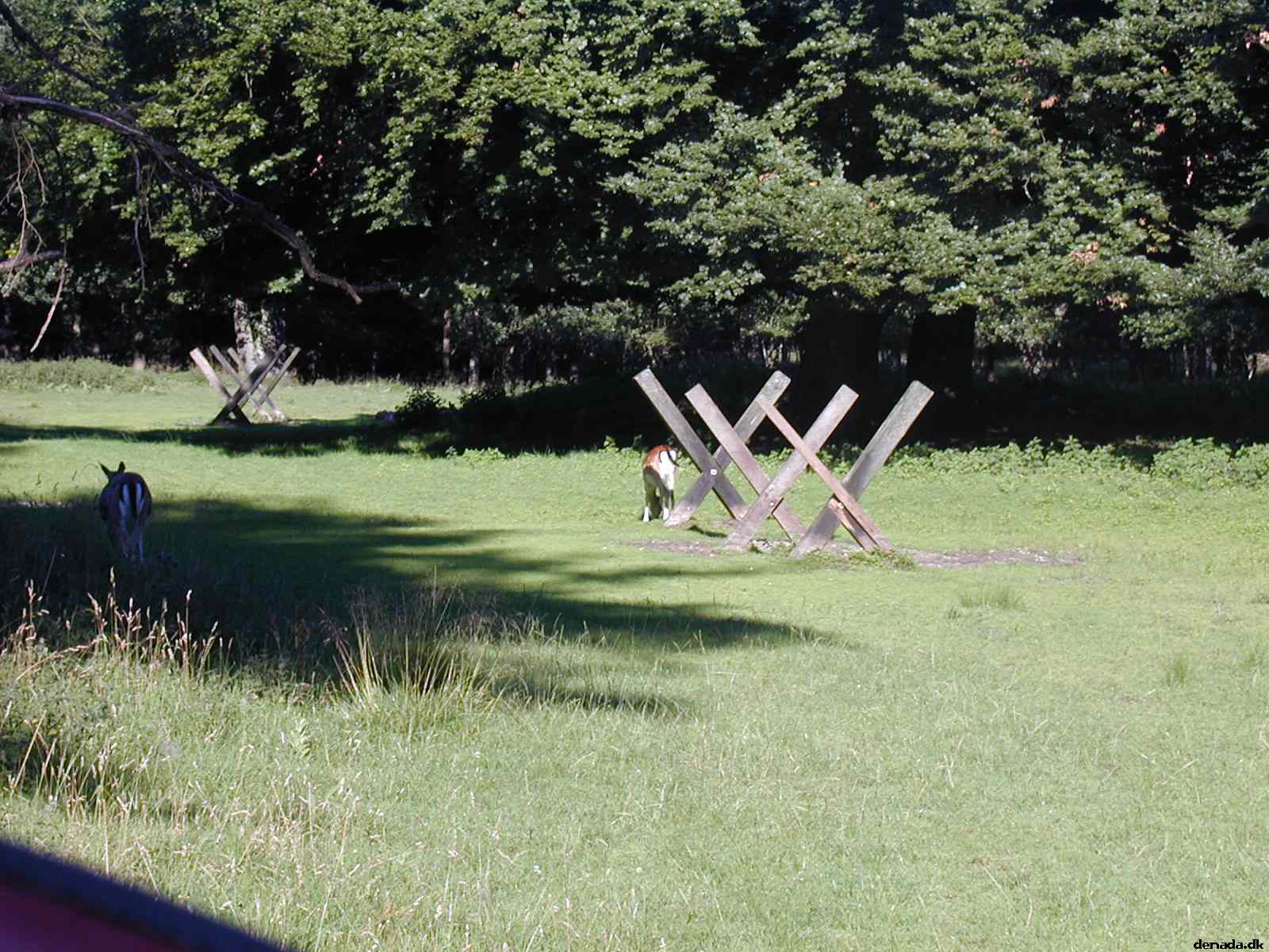 * Image 39