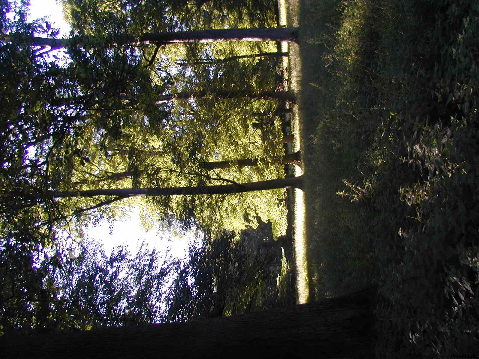 * Image 41