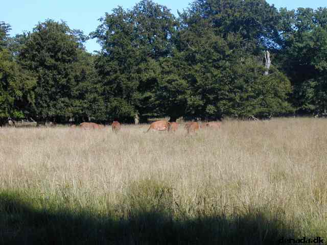 * Image 13