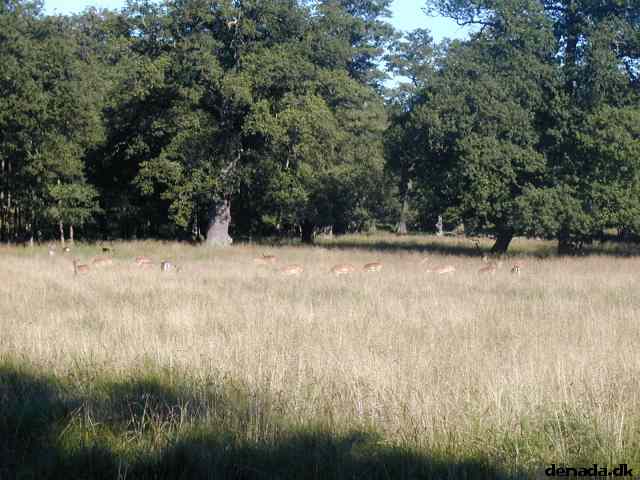 * Image 16
