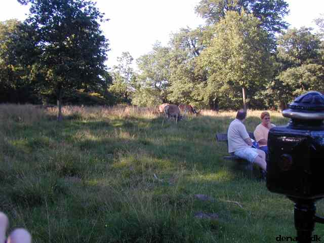 * Image 19