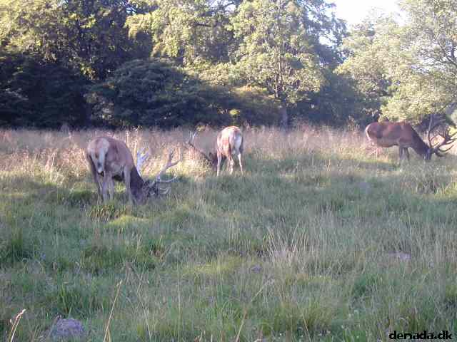 * Image 22