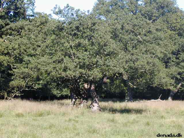 * Image 23