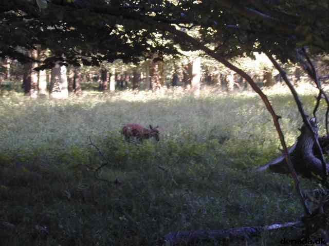* Image 36