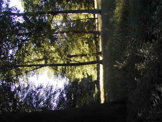 * Image 41