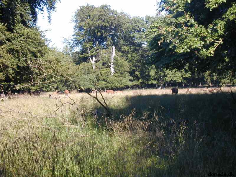 * Image 9