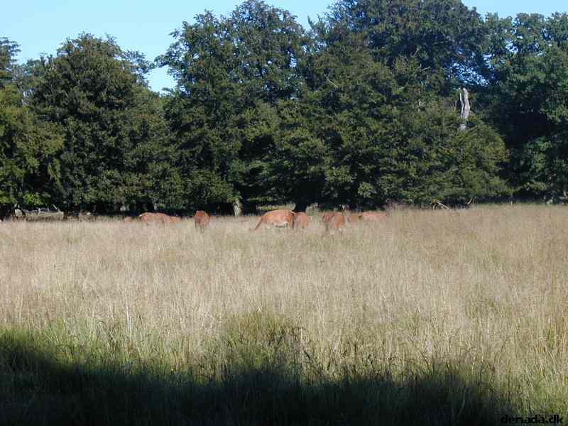 * Image 13
