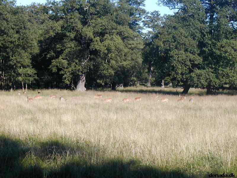 * Image 16