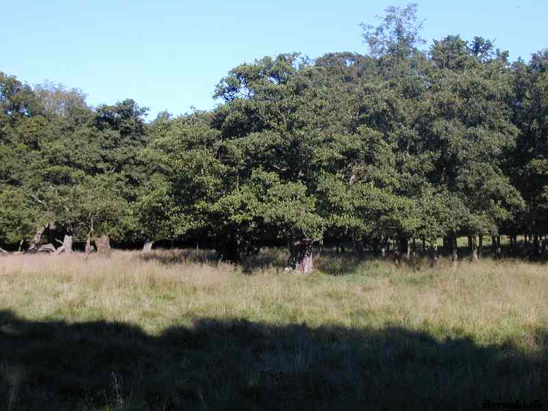 * Image 18