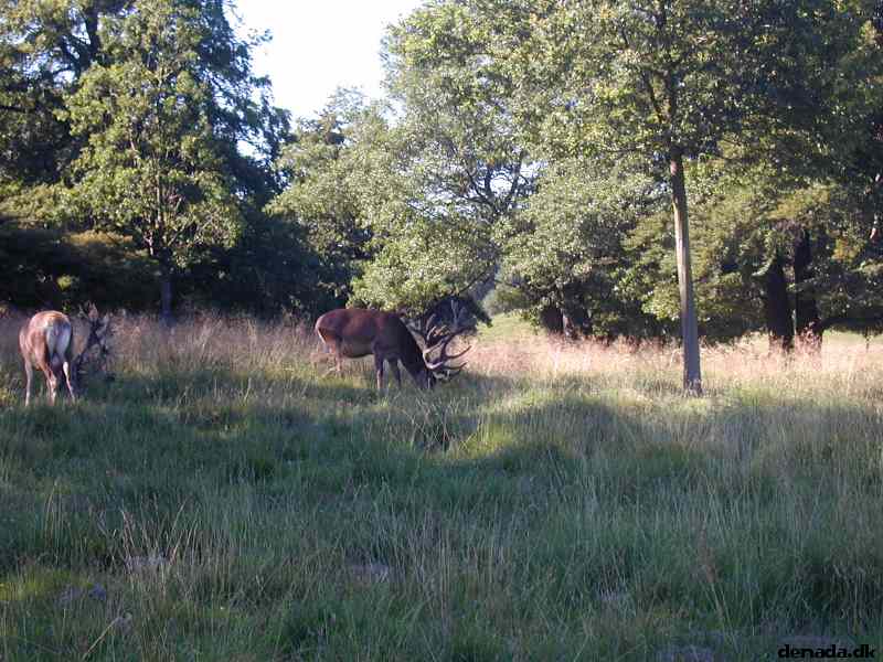 * Image 21