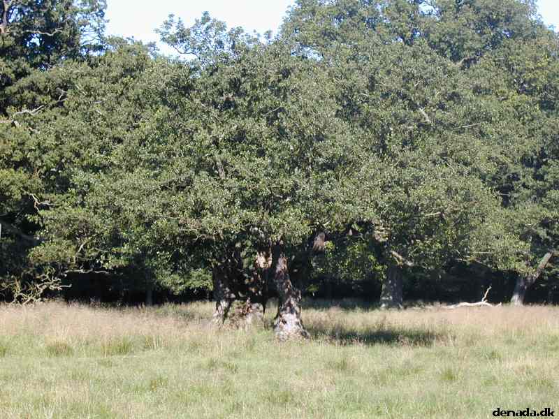 * Image 23