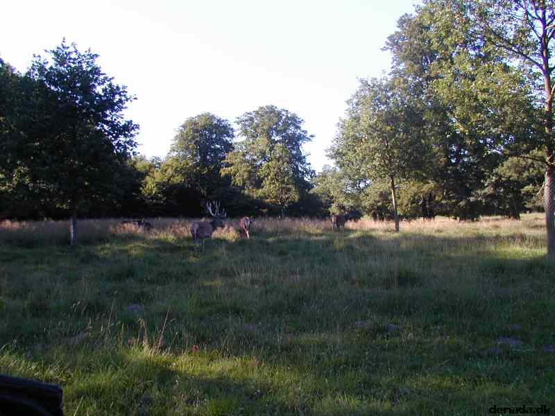 * Image 26