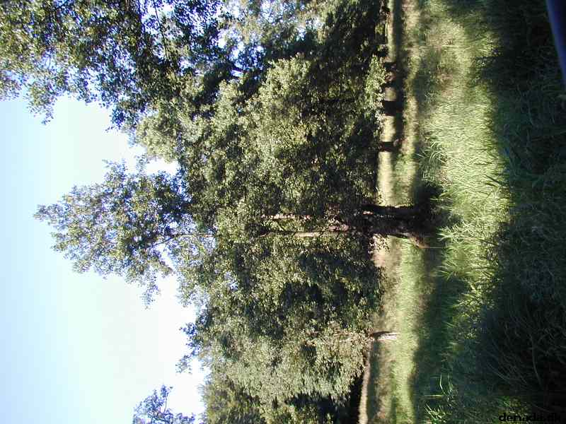 * Image 32