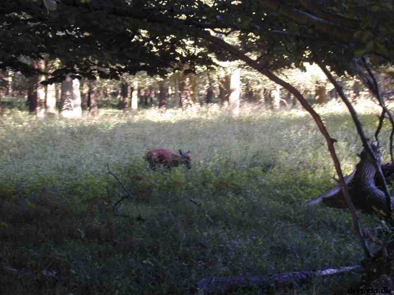 * Image 36