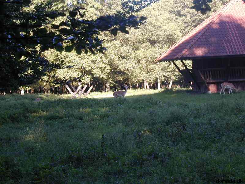 * Image 38