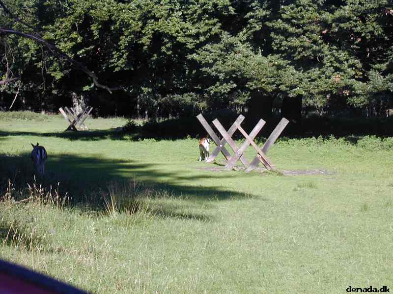 * Image 39