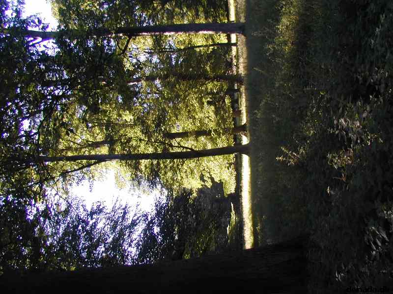 * Image 41