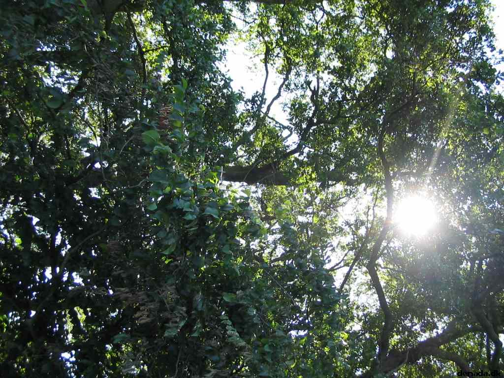 * Image 77