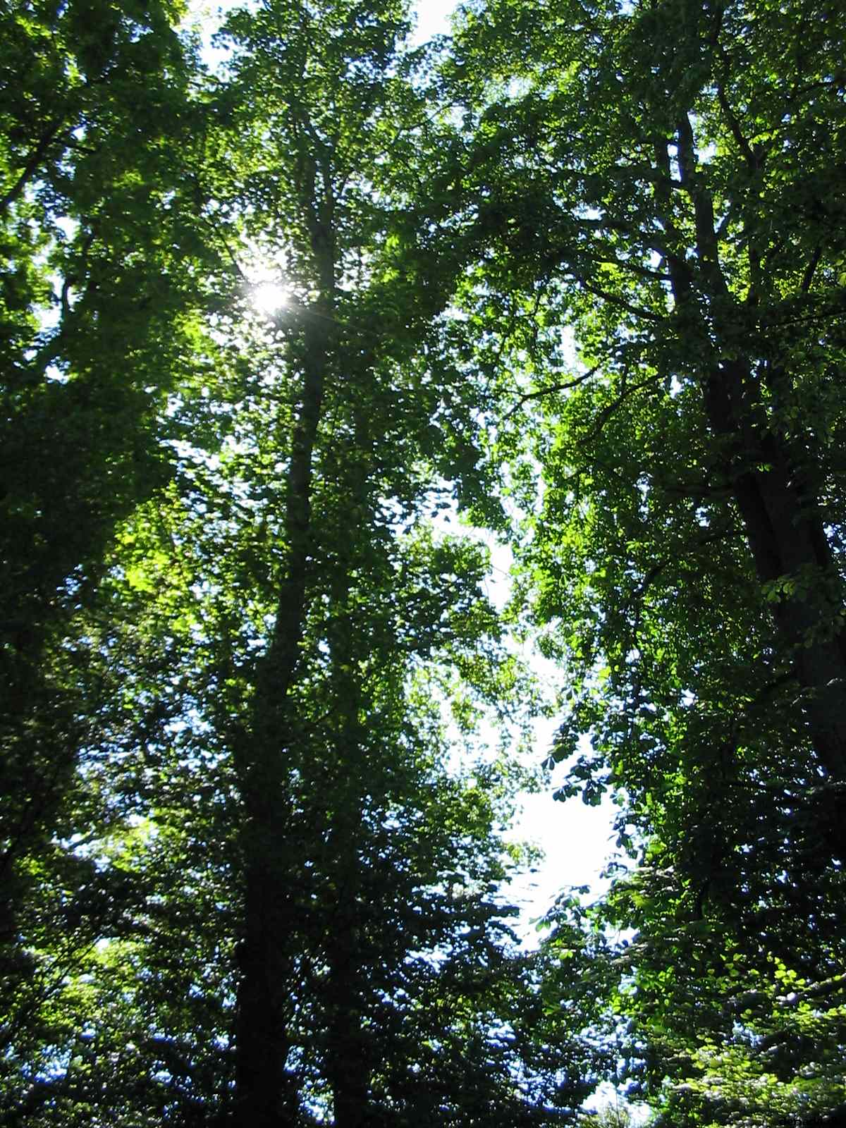 * Image 36