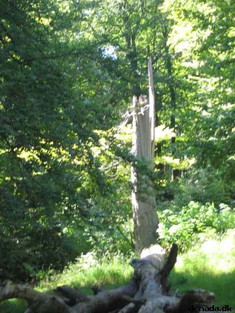 * Image 123