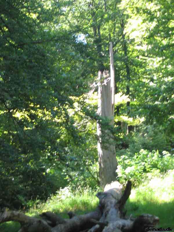 * Image 123