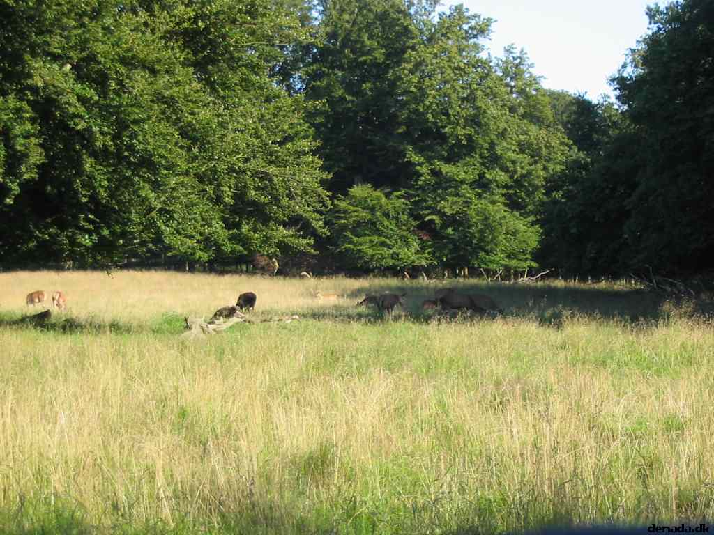 * Image 36