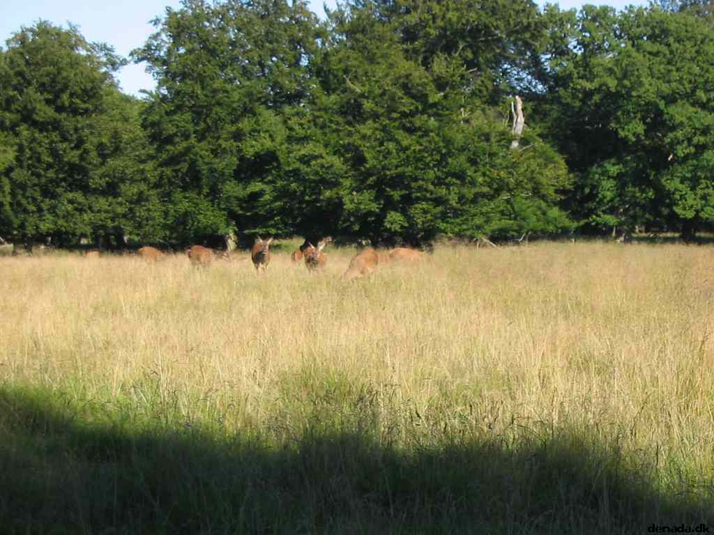 * Image 40