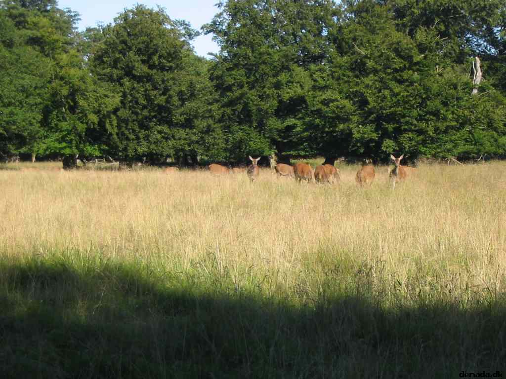 * Image 41