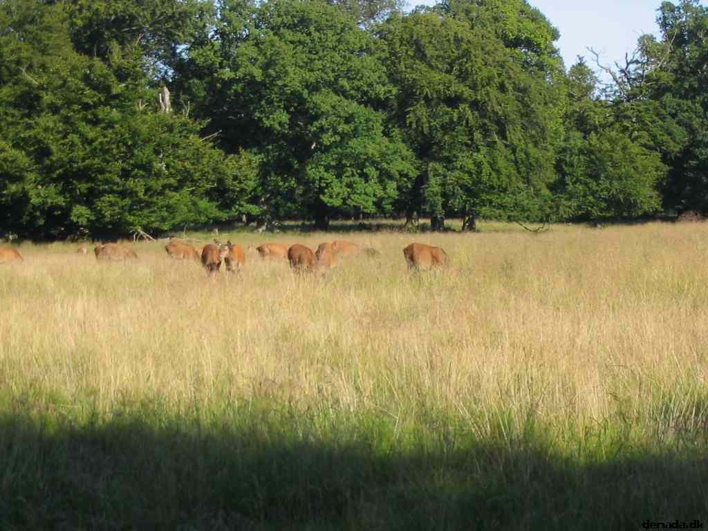 * Image 42