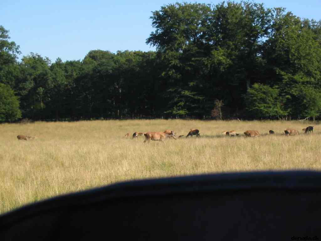 * Image 43