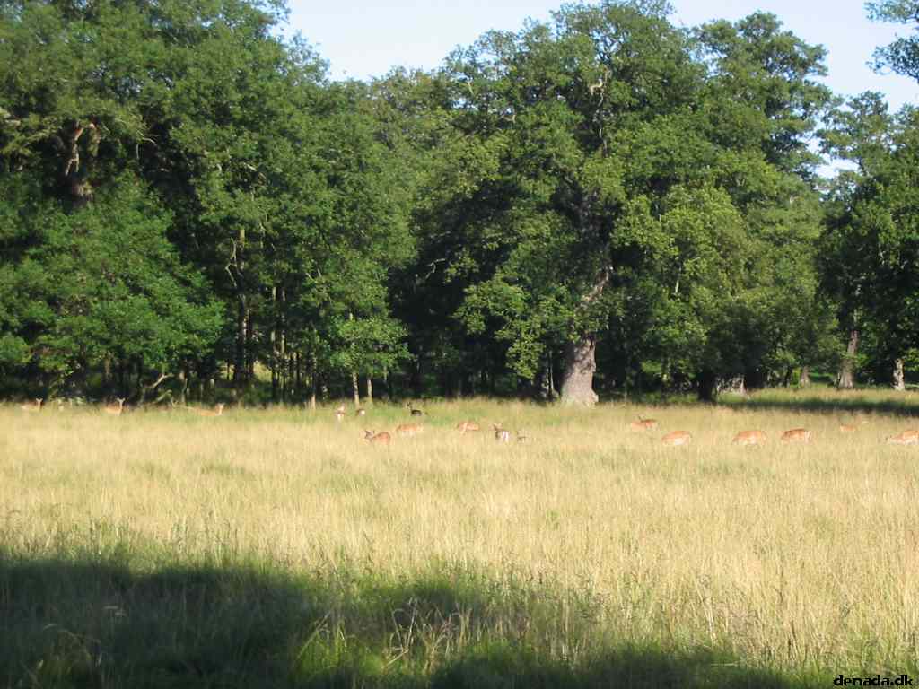 * Image 44
