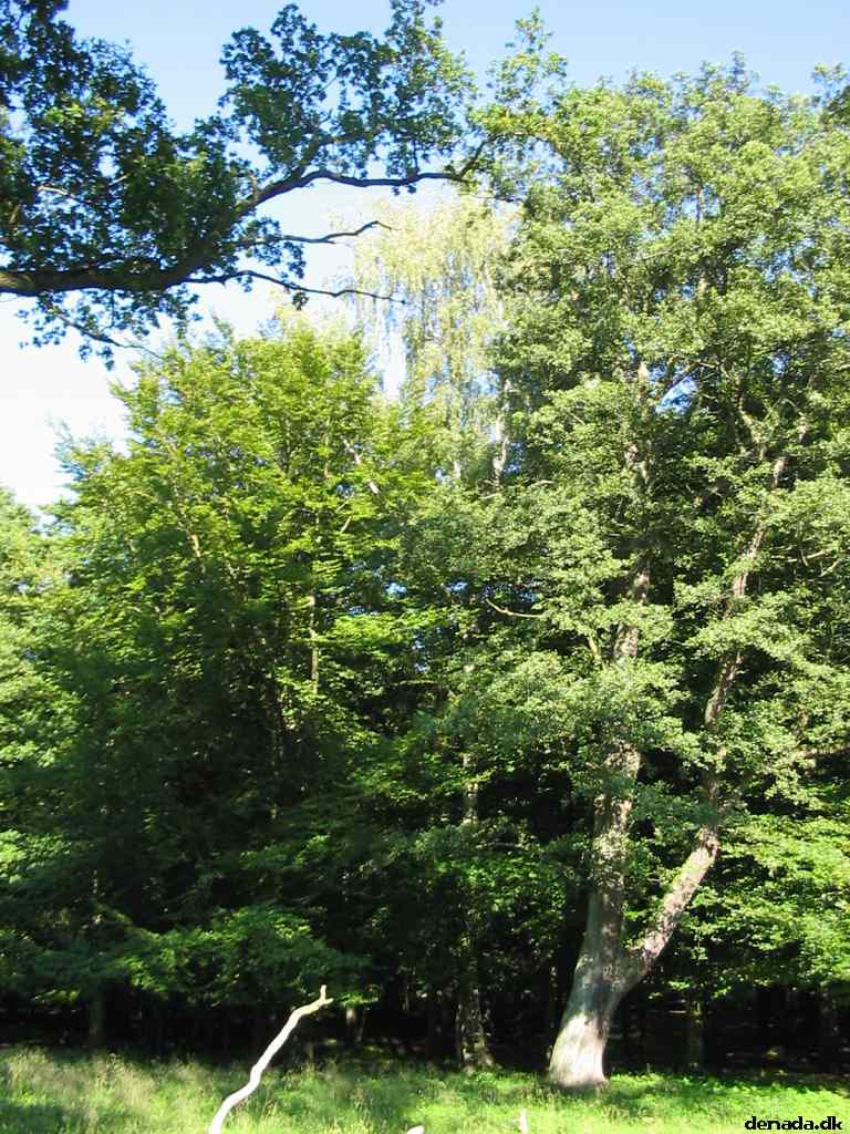 * Image 60