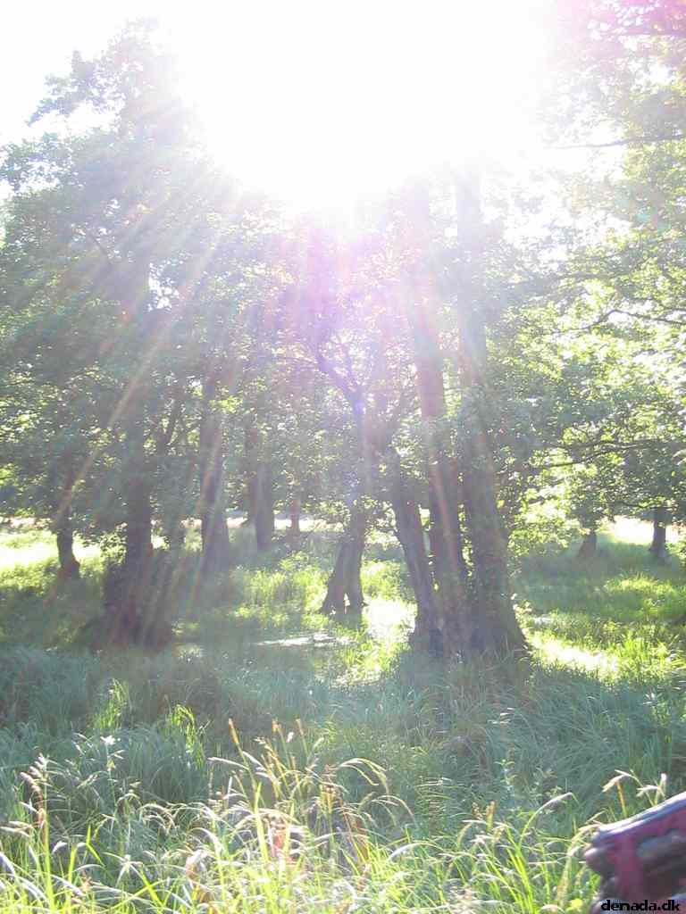 * Image 64