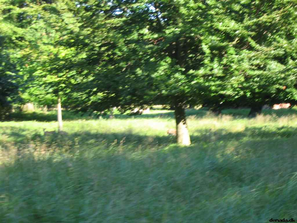 * Image 73