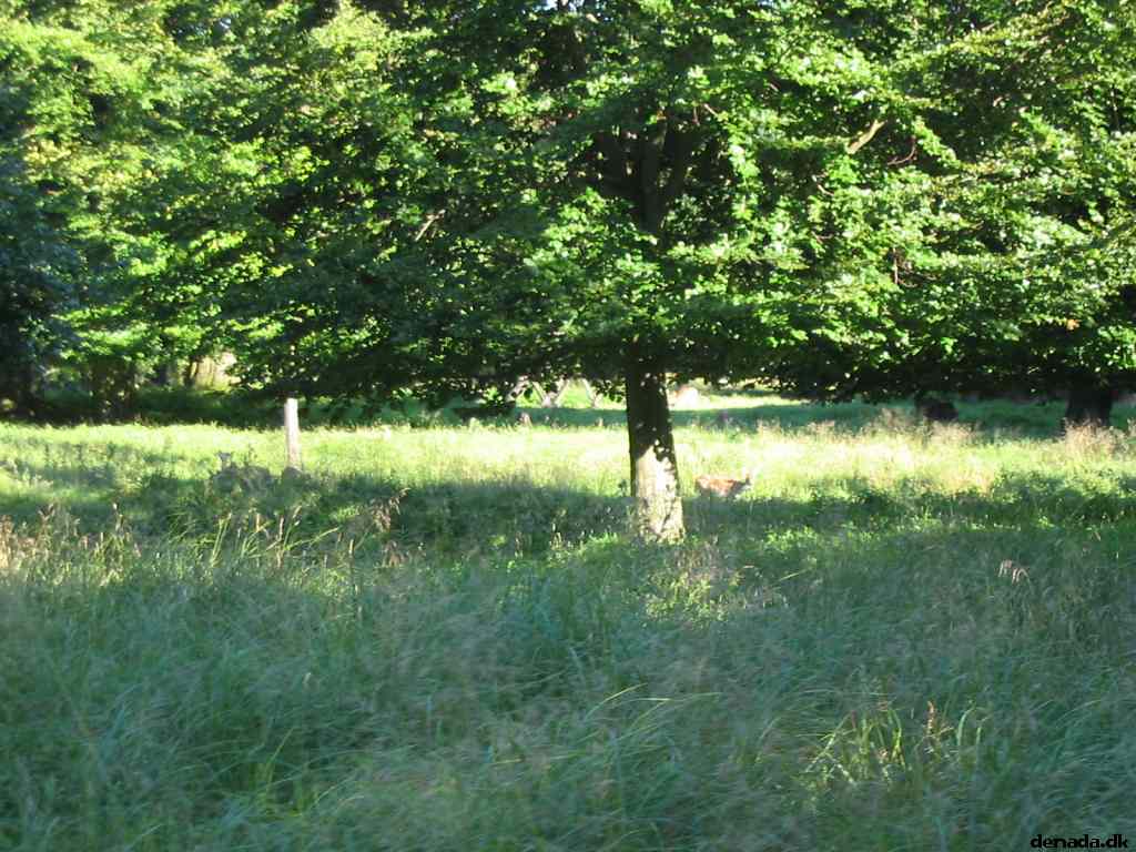 * Image 74