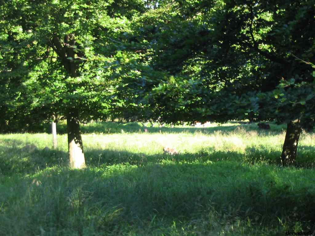 * Image 75