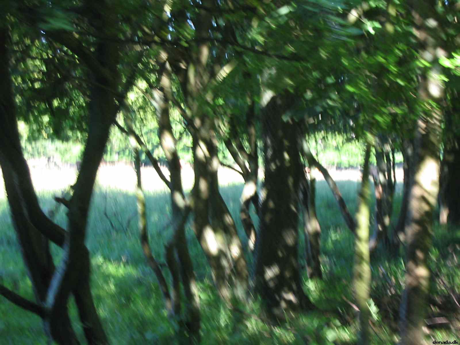 * Image 29