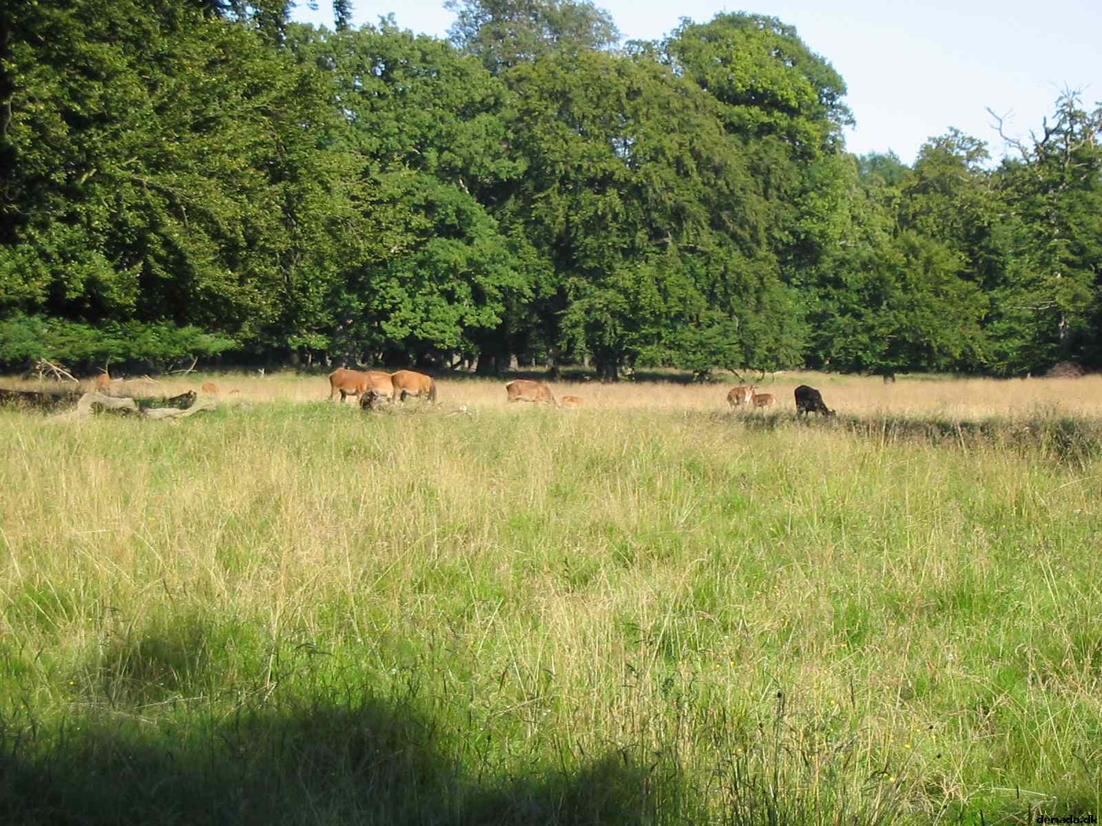 * Image 32