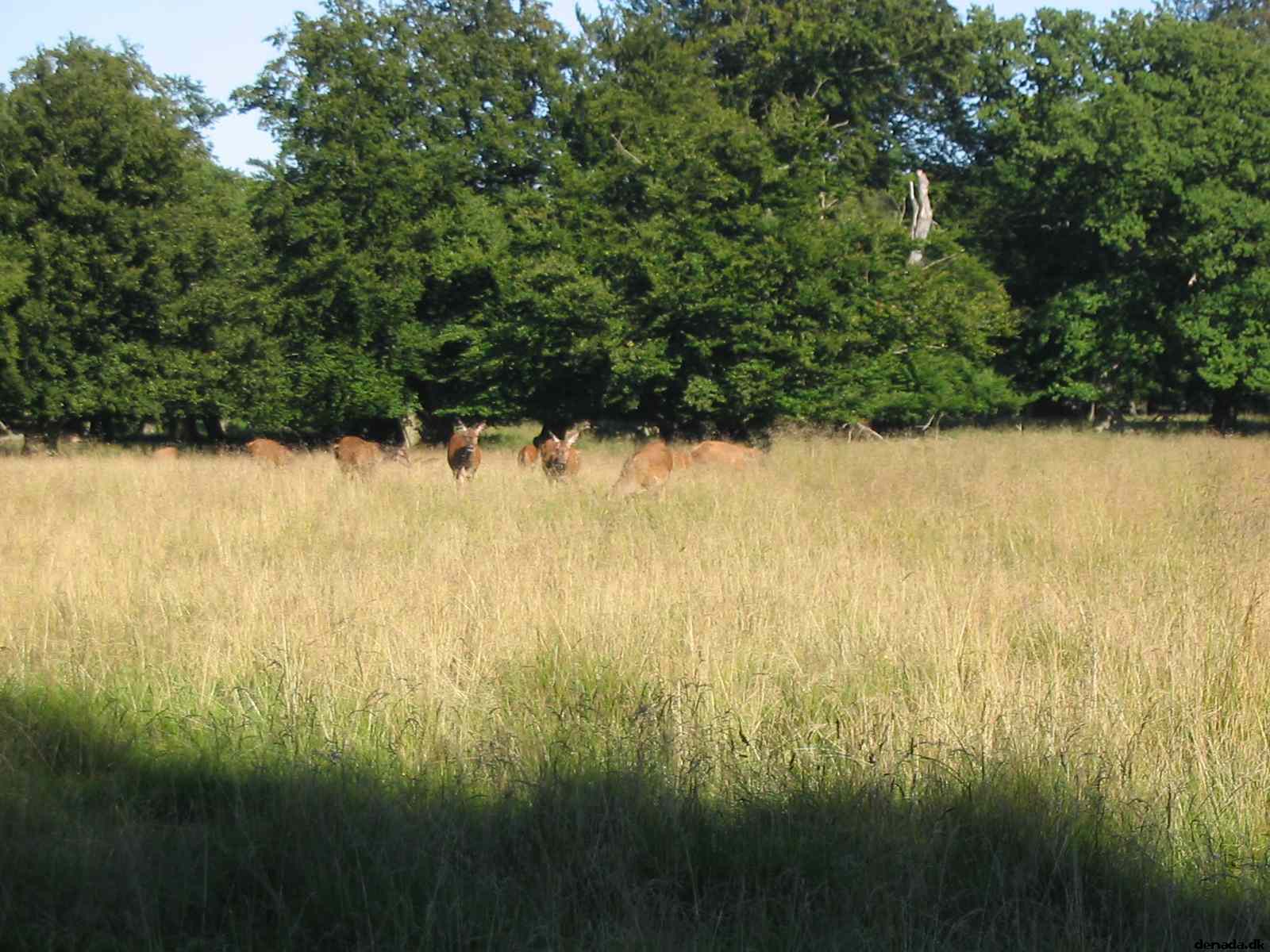 * Image 40