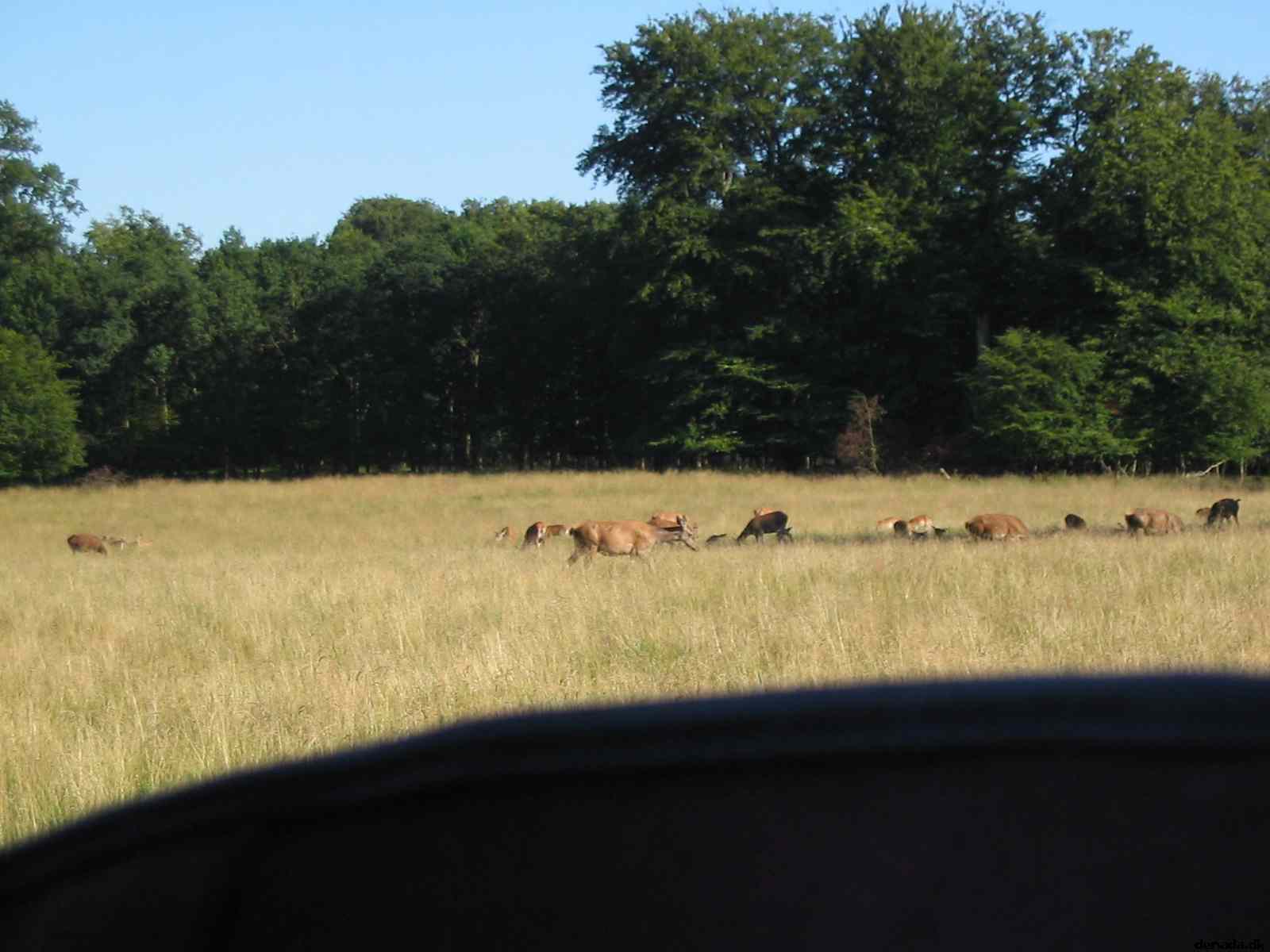 * Image 43