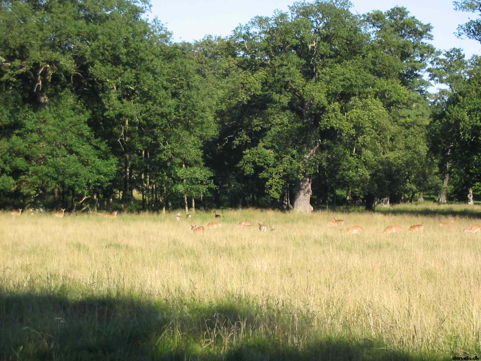 * Image 44