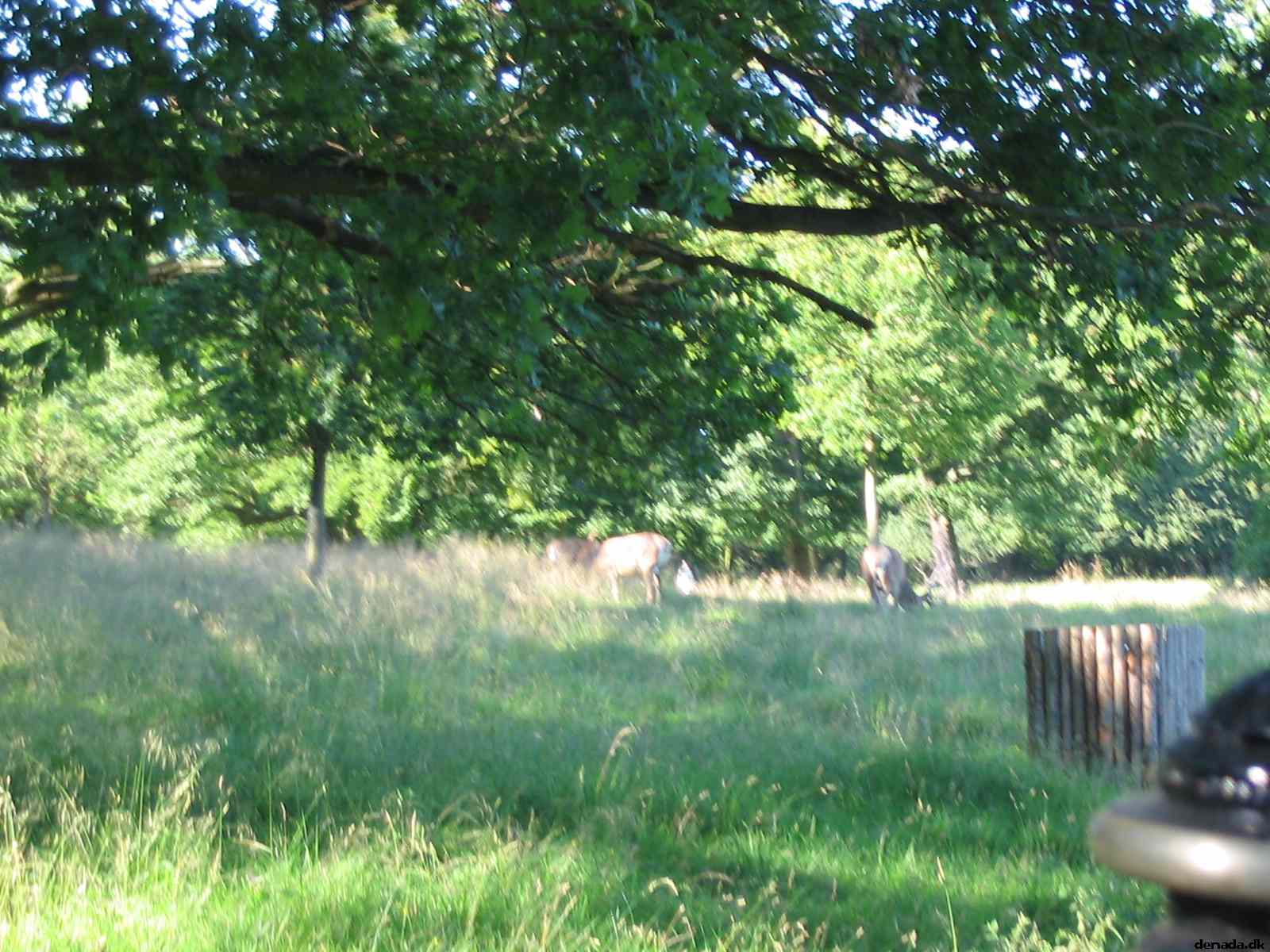 * Image 49
