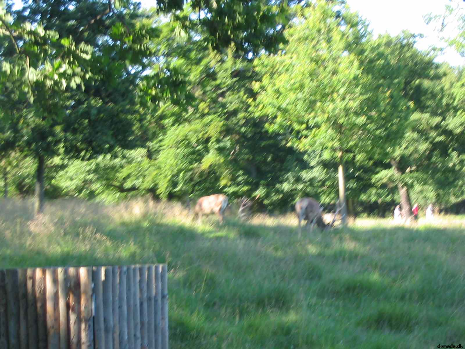 * Image 50