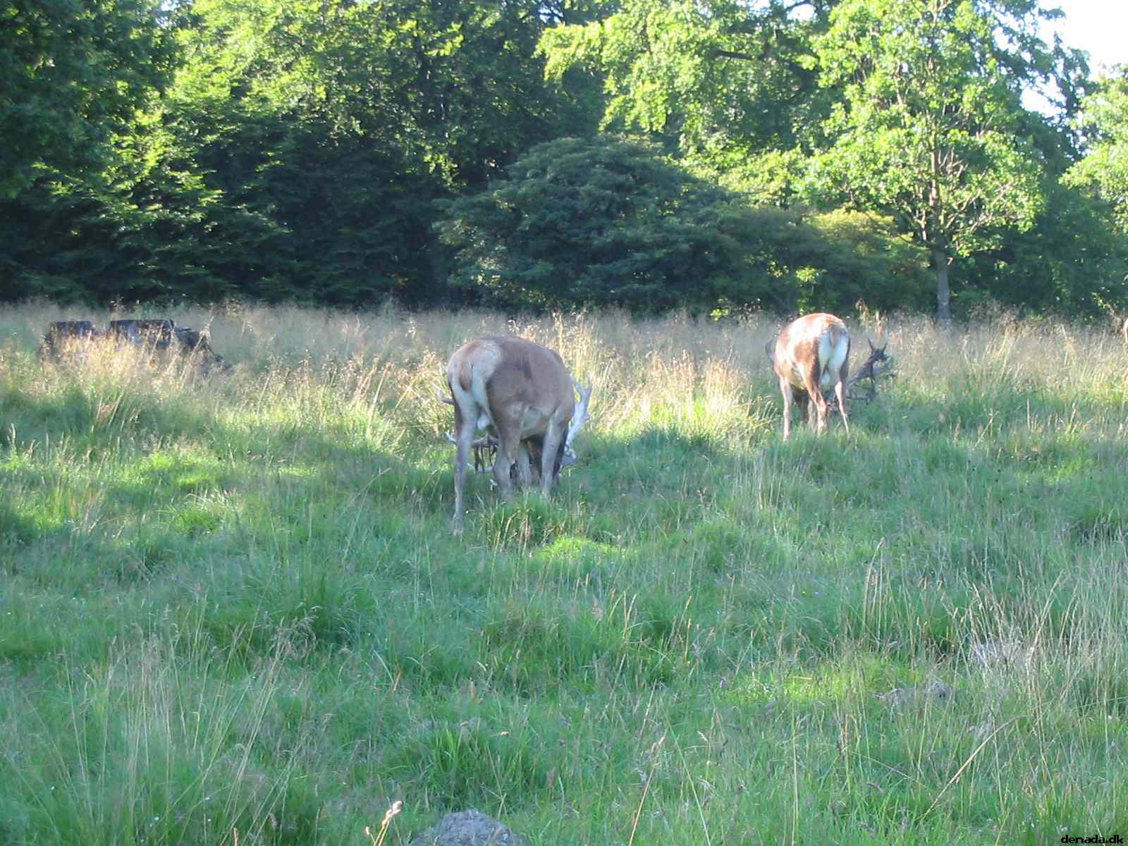 * Image 53