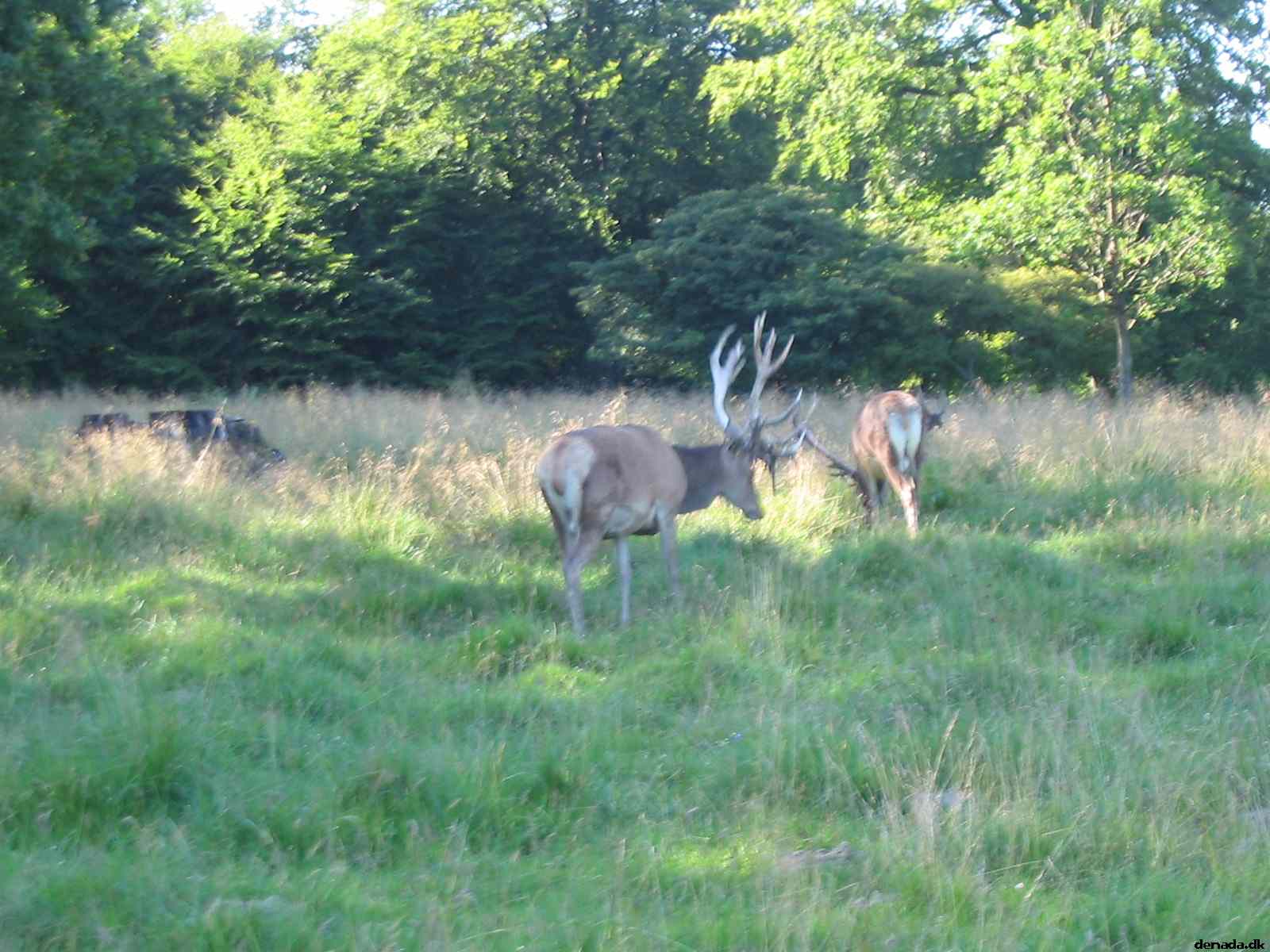 * Image 56